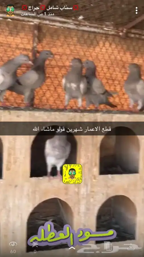 مشاريع الدواجن مطور ومنتج 7
