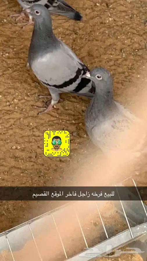 مشاريع الدواجن مطور ومنتج 11