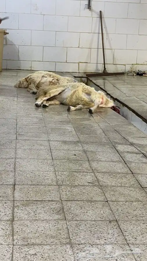 يتوفر لدينا افضل واجود انواع الذبائح الحريه من البر 6