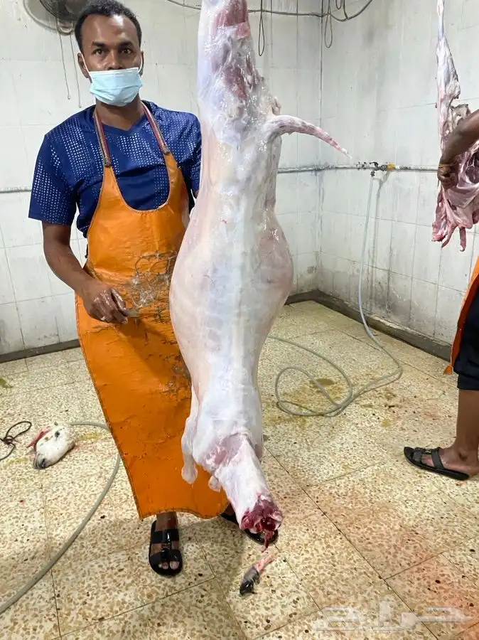 يتوفر لدينا افضل واجود انواع الذبائح الحريه من البر 16