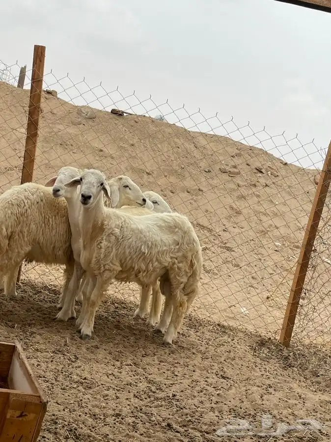 يتوفر لدينا افضل واجود انواع الذبائح الحريه من البر 15