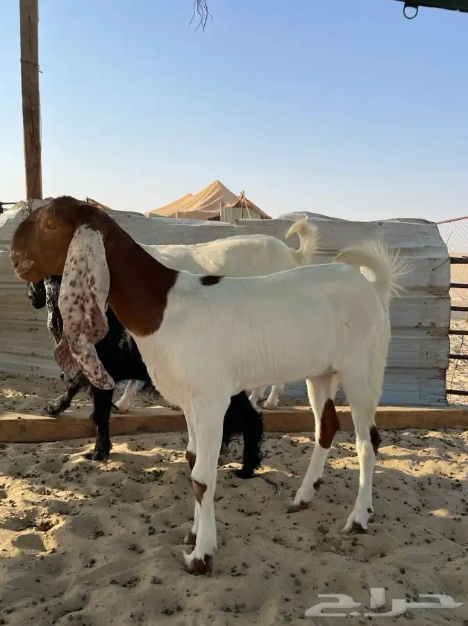 ذبايح ابو سيف 18