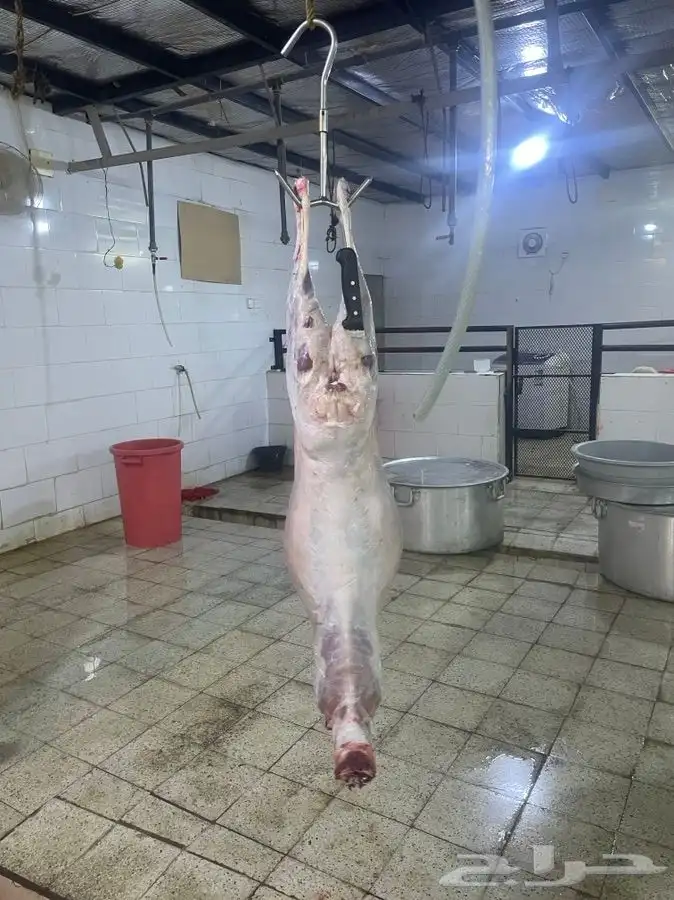 يتوفر لدينا افضل واجود انواع الذبائح الحريه من البر 10