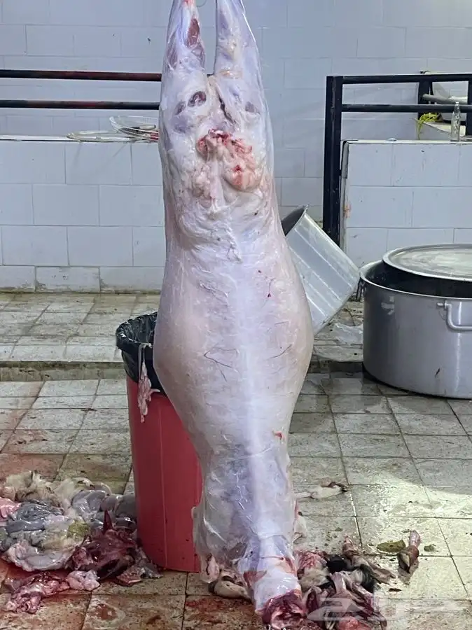 يتوفر لدينا افضل واجود انواع الذبائح الحريه من البر 9