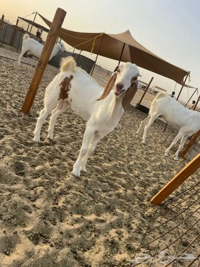 يتوفر لدينا افضل واجود انواع الذبائح الحريه من البر 7