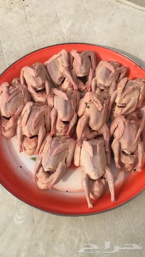 حظيرة الثمامة بالجبيل الصناعية 8