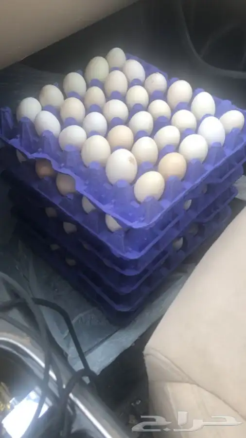 حظيرة الثمامة بالجبيل الصناعية 6