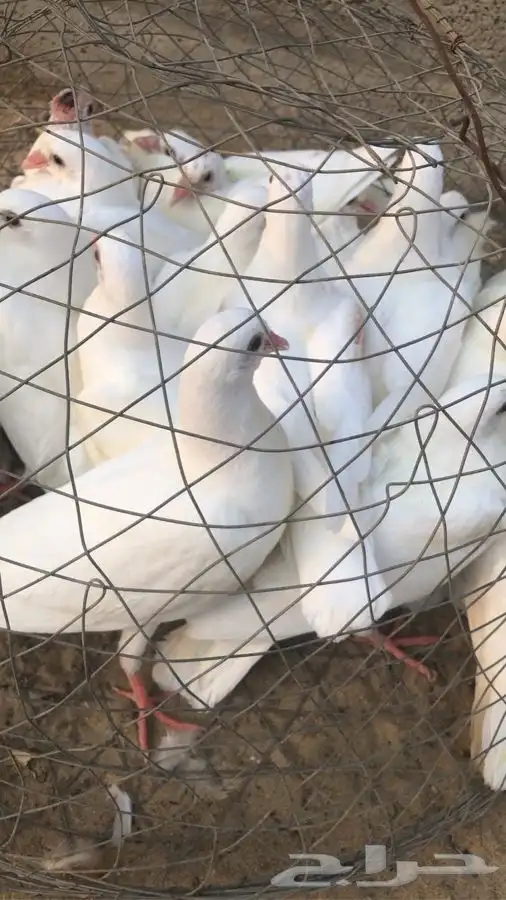حظيرة الثمامة بالجبيل الصناعية 1