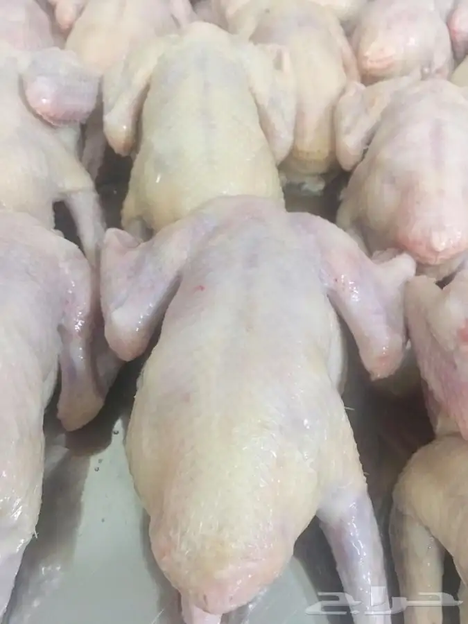 حظيرة الثمامة بالجبيل الصناعية 2