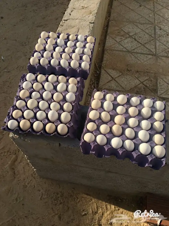 حظيرة الثمامة بالجبيل الصناعية 7