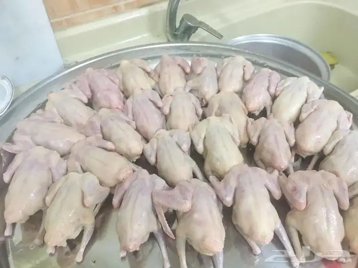 حظيرة الثمامة بالجبيل الصناعية 3