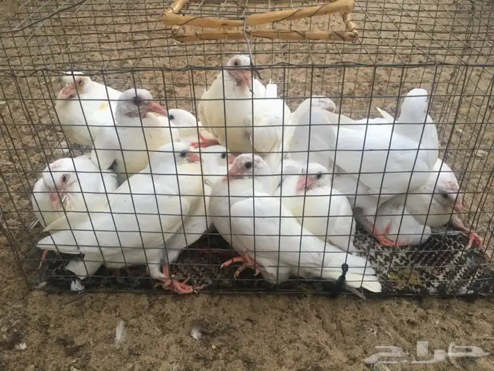 حظيرة الثمامة بالجبيل الصناعية 0