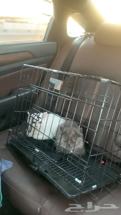 توصيل نقل حيوانات أليفه قطط كلاب طيور بين مدن المملكة 3
