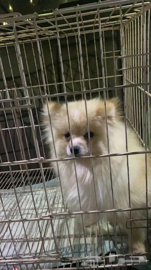 توصيل نقل حيوانات أليفه قطط كلاب طيور بين مدن المملكة 2