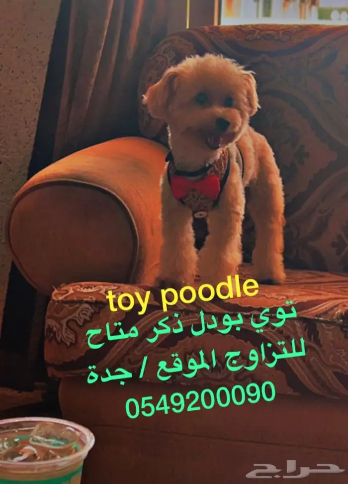 يوجد جميع انواع الكلاب للتلقيح ( للتزاوج ) 4