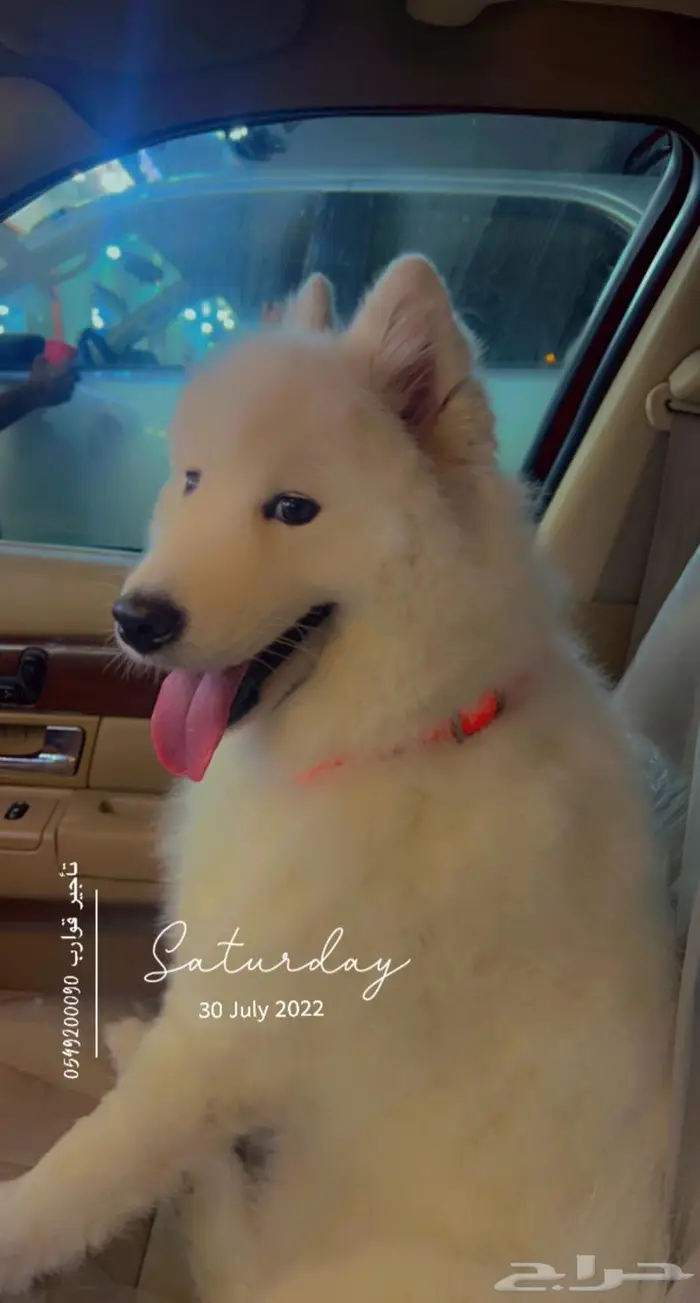 يوجد جميع انواع الكلاب للتلقيح ( للتزاوج ) 11