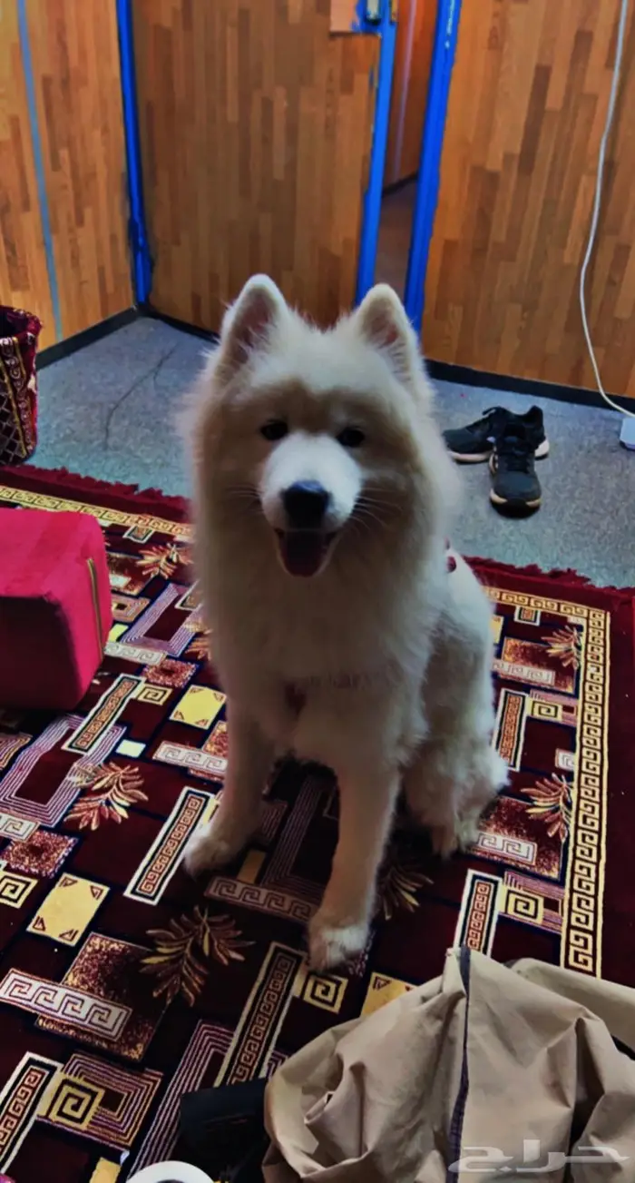 يوجد جميع انواع الكلاب للتلقيح ( للتزاوج ) 3