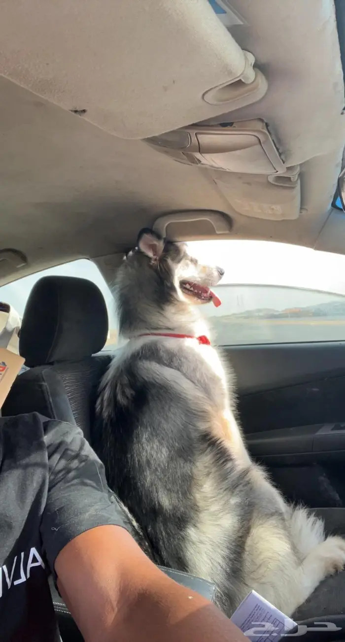 يوجد جميع انواع الكلاب للتلقيح ( للتزاوج ) 5