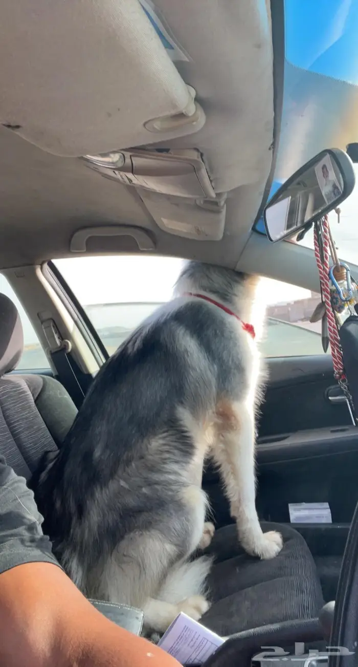 يوجد جميع انواع الكلاب للتلقيح ( للتزاوج ) 6