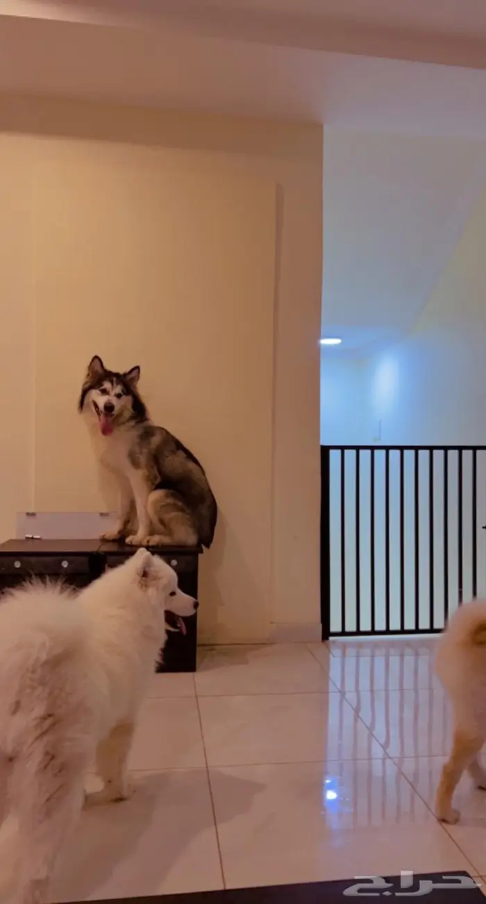 يوجد جميع انواع الكلاب للتلقيح ( للتزاوج ) 8