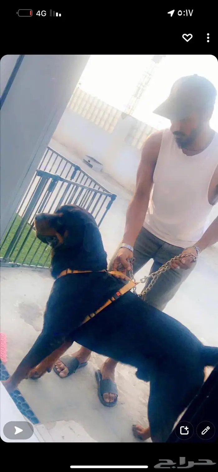 يوجد جميع انواع الكلاب للتلقيح ( للتزاوج ) 10