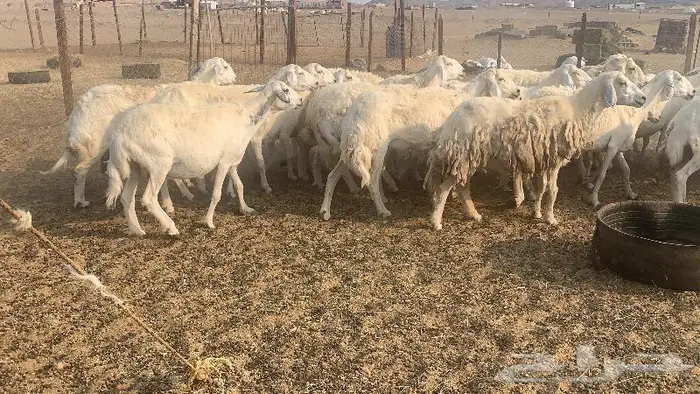 غنم دفيع صنف 40 بفحلها 0