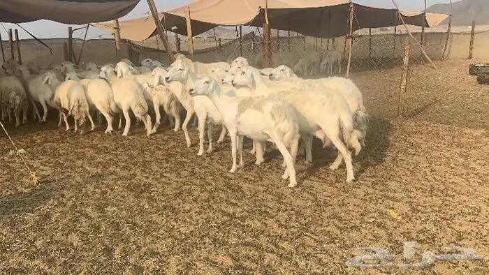 غنم دفيع صنف 40 بفحلها 1