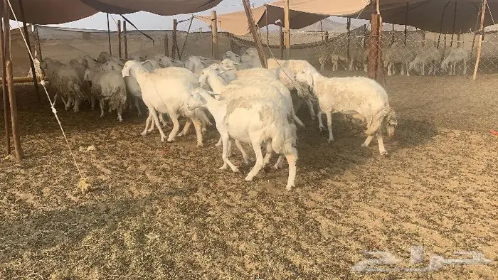 غنم دفيع صنف 40 بفحلها 2