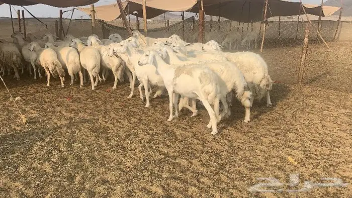 غنم دفيع صنف 40 بفحلها 3