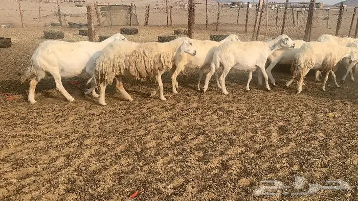 غنم دفيع صنف 40 بفحلها 5