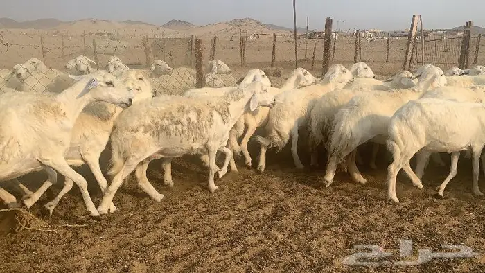 غنم دفيع صنف 40 بفحلها 6