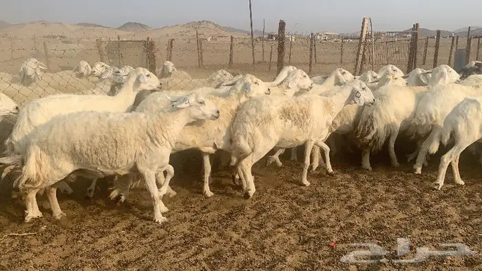 غنم دفيع صنف 40 بفحلها 7
