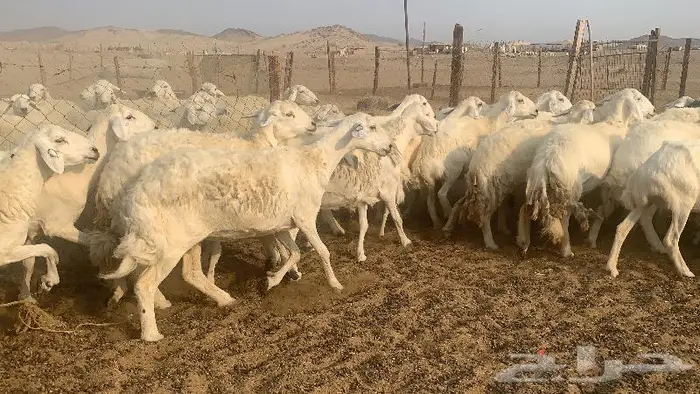 غنم دفيع صنف 40 بفحلها 8