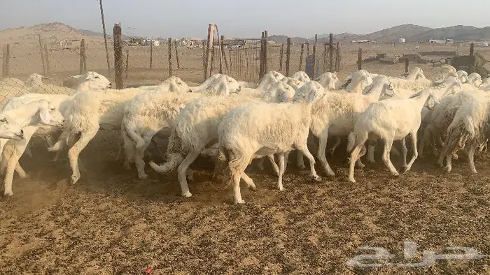 غنم دفيع صنف 40 بفحلها 9