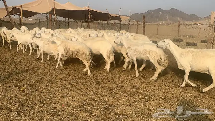 غنم دفيع صنف 40 بفحلها 11