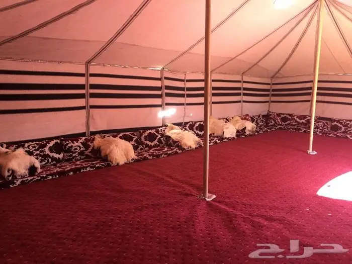 تفصيل بيوت شعر أبيض جميع المقاسات منتاز ظمان 13