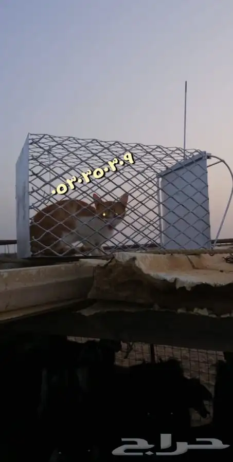 مصيدة ققط شبك قطط فخ قطط 0