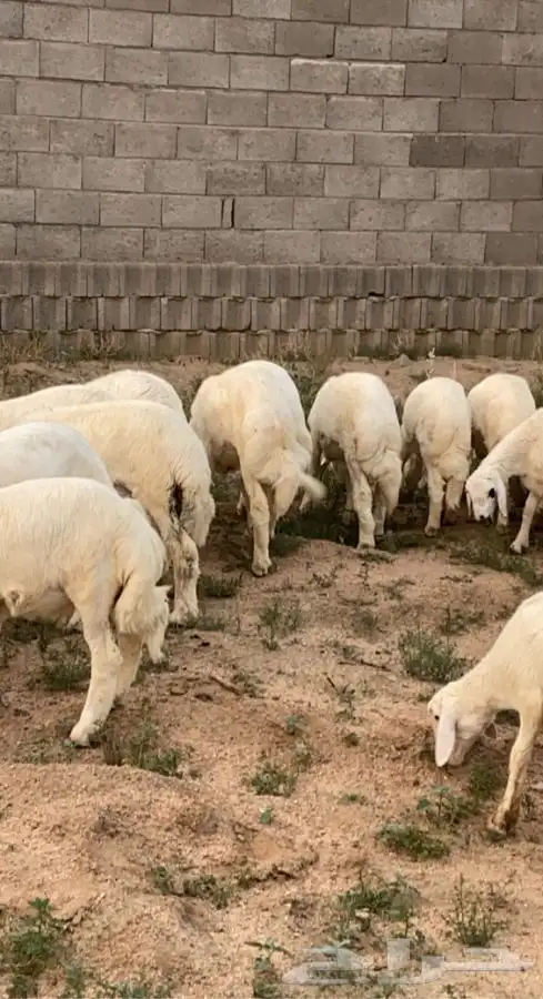 ذبايح خرفان رخال مع السلخ والتوصيل 6