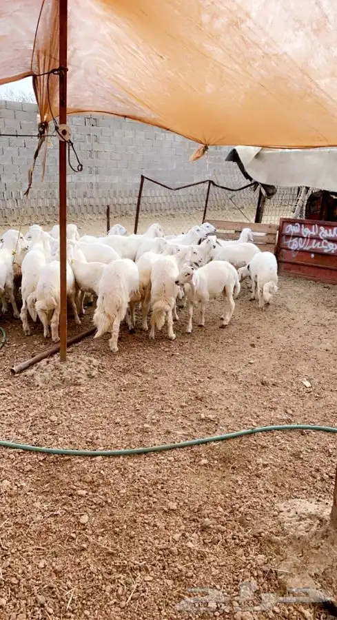 ذبايح خرفان رخال مع السلخ والتوصيل 0