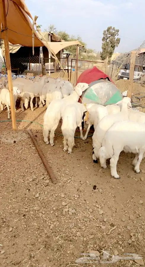 ذبايح خرفان رخال مع السلخ والتوصيل 2