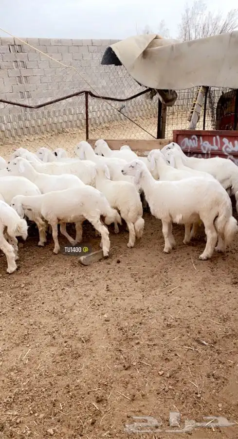 ذبايح خرفان رخال مع السلخ والتوصيل 1