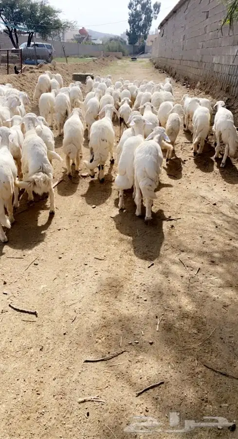 ذبايح خرفان رخال مع السلخ والتوصيل 8