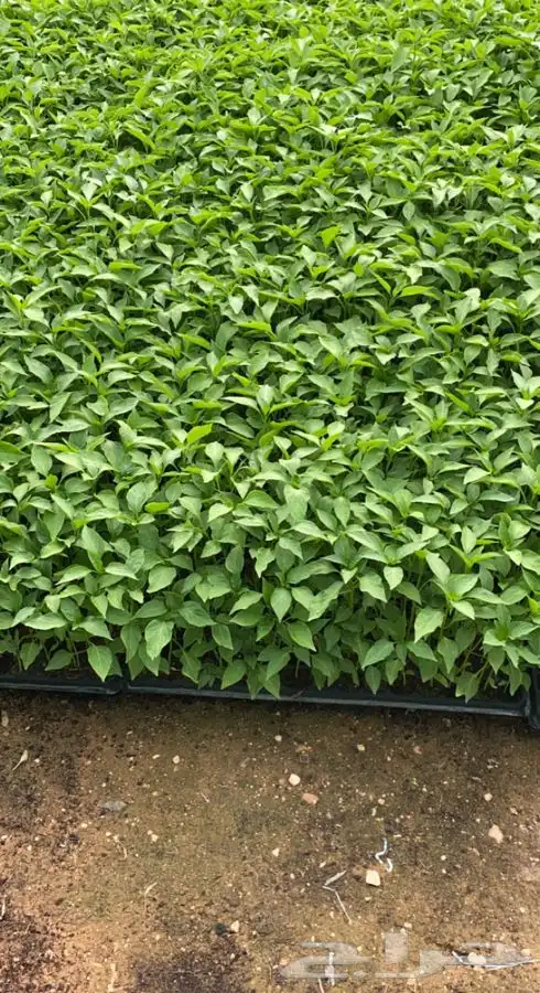 شتلات فلفل شقراء 0