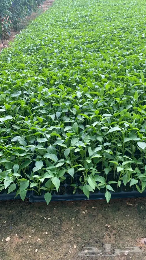 شتلات فلفل شقراء 1