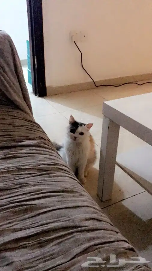 قطة مفقودة في مكة المكرمة 1