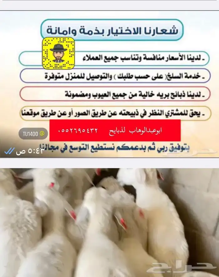 ذبايح خرفان رخال مع السلخ والتوصيل 13