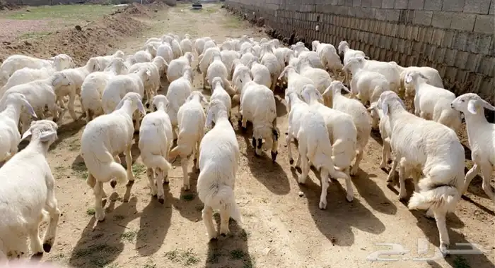 ذبايح خرفان رخال مع السلخ والتوصيل 14