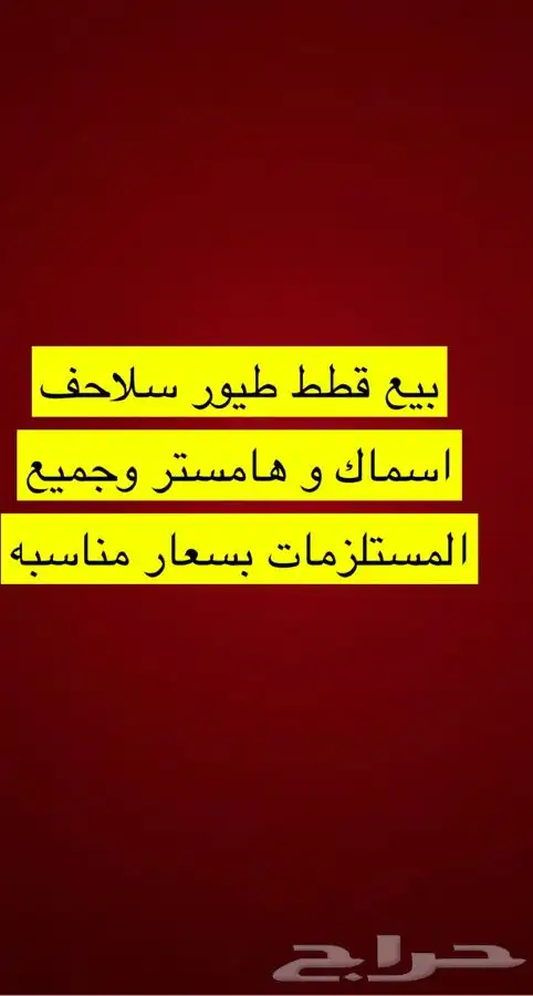 قطط طيور سلااحف اسماك مستلزمات توصيل ترويش قطط قص أظافر 5