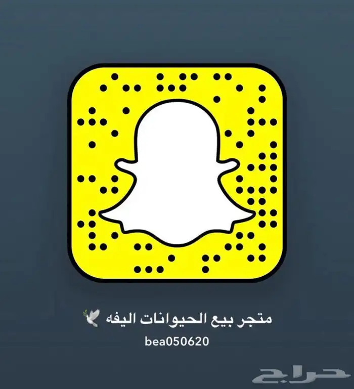 قطط طيور سلااحف اسماك مستلزمات توصيل ترويش قطط قص أظافر 13
