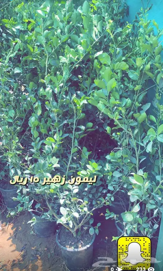 شتلات واشجار داخليه وخارجيه باسعار طيبه 0